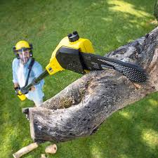 Brownfield, TX Tree Removal and Landscaping Services Company